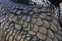 Common / Great cormorant (Phalacrocorax carbo sinensis) close-up of wing feathers, Oosterdijk, Enkhuizen, Ijsselmeer, Netherlands, March 2009