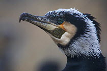 Common / Great cormorant (Phalacrocorax carbo sinensis) portrait, Oosterdijk, Enkhuizen, Ijsselmeer, Netherlands, March 2009