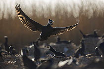 Common / Great cormorant (Phalacrocorax carbo sinensis) landing amongst others on nests, Oosterdijk, Enkhuizen, Ijsselmeer, Netherlands, March 2009. WWE OUTDOOR EXHIBITION