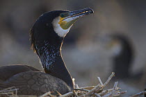 Common / Great cormorant (Phalacrocorax carbo sinensis) on nest, Oosterdijk, Enkhuizen, Ijsselmeer, Netherlands, March 2009