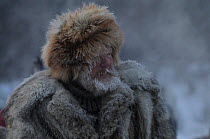 Man wearing fur hat and coat at Roros market first started in 1854. Exhibitors and vendors come from a long way off, travelling by horse and sleigh, -35 degrees centigrade, Dovrefjell National Park, N...