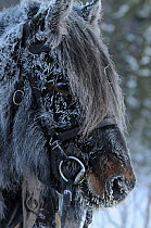 Horse with some frozen fur, used to pull sleigh to Roros market, started in 1854, -35 degrees centigrade, Dovrefjell National Park, Norway, February 2009