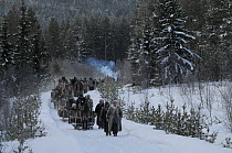 People walking and travelling by horse and sleigh to Roros market. Started in 1854, exhibitors and vendors come from a long way off, -35 degrees centigrade, Dovrefjell National Park, Norway, February...