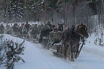 People travelling by horse and sleigh to Roros market. Started in 1854, exhibitors and vendors come from a long way off, -35 degrees centigrade, Dovrefjell National Park, Norway, February 2009