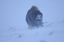 Muskox (Ovibos moschatus) in snow with strong wind, Dovrefjell National Park, Norway, February 2009