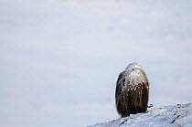 Rear view of Muskox (Ovibos moschatus) grazing with snow on its back, Dovrefjell National Park, Norway, February 2009