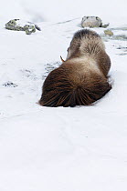 Rear view of Muskox (Ovibos moschatus) lying in snow, Dovrefjell National Park, Norway, February 2009