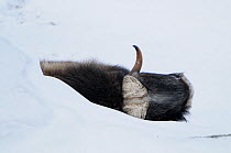 Muskox (Ovibos moschatus) lying in snow, Dovrefjell National Park, Norway, February 2009
