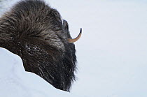 Rear view of Muskox (Ovibos moschatus) behind snow bank, Dovrefjell National Park, Norway, February 2009