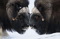 Two Muskox (Ovibos moschatus) face to face, Dovrefjell National Park, Norway, February 2009