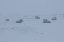Five Muskox (Ovibos moschatus) lying down, in mist, Dovrefjell National Park, Norway, February 2009