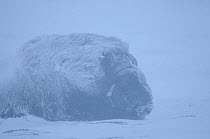 Muskox (Ovibos moschatus) lying down covered in snow, in mist, Dovrefjell National Park, Norway, February 2009