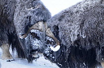 Two Muskox (Ovibos moschatus) head to head, Dovrefjell National Park, Norway, February 2009. WWE BOOK