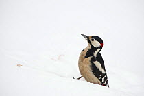 Male Great spotted woodpecker (Dendrocopos major) in snow, Posio, Korouma, Finland, February 2009