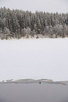 White throated dipper (Cinclus cinclus) by unfrozen water, Kitkajoki River, Finland, February 2009