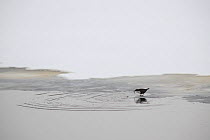 White throated dipper (Cinclus cinclus) feeding at area of unfrozen water surrounded by ice, Kitkajoki River, Finland, February 2009