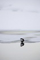 White throated dipper (Cinclus cinclus) standing on ice by unfrozen water, Kitkajoka River, Finland, February 2009