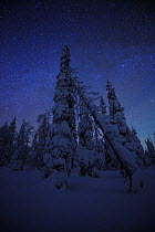 Snow covered conifers at night, Riisitunturi National Park, Finland, February 2009