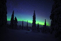 Northern lights, in snow covered forest, Riisitunturi National Park, Finland, February 2009