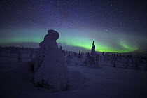 Northern lights over snow covered forest, Riisitunturi National Park, Finland, February 2009