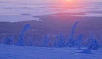 View over snow covered trees, with decreasing snow cover as altitude drops to a frozen snow covered lake in the distance, at sunrise, Riisitunturi National Park, Finland, February 2009