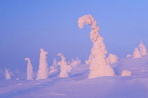 Snow covered trees, Riisitunturi National Park, Finland, February 2009