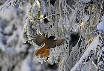 Siberian jay (Perisoreus infaustus) flying by snow covered tree, Kitkajoki, Kuusamo, Oulanka National Park, Finland, February 2009