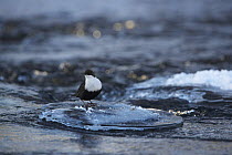 White-throated dipper (Cinclus cinclus) on circular patch of ice in the Kitkajoki River, Finland, February 2009