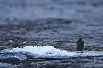 Rear view of White-throated dipper (Cinclus cinclus) on patch of ice in the Kitkajoki River, Finland, February 2009