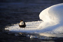 White-throated dipper (Cinclus cinclus) sitting on ice on the bank of the Kitkajoki River, Finland, February 2009