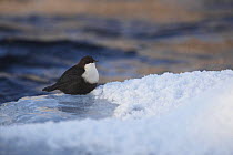 White-throated dipper (Cinclus cinclus) on ice in the Kitkajoki River, Finland, February 2009
