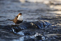 White-throated dipper (Cinclus cinclus) standing in shallow water, Kitkajoki River, Finland, February 2009