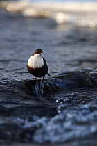 White-throated dipper (Cinclus cinclus) standing in shallow water flowing over rocks, Kitkajoki River, Finland, February 2009