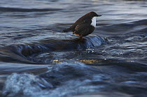 White-throated dipper (Cinclus cinclus) standing in water flowing over rocks, Kitkajoki River, Finland, February 2009