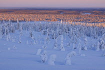 View over snow covered trees, with decreasing snow cover on trees as altitude drops, Riisitunturi National Park, Finland, February 2009
