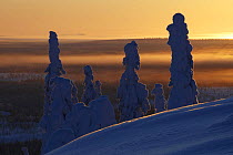 Snow covered trees at sunset, Riisitunturi National Park, Finland, February 2009