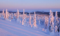 View over snow covered trees, with decreasing snow cover on trees as altitude drops to a frozen snow covered lake in the distance, at sunset, Riisitunturi National Park, Finland, February 2009