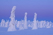 Snow covered trees, dusk, Riisitunturi National Park, Finland, February 2009 WWE BOOK. WWE OUTDOOR EXHIBITION PRESS IMAGE.
