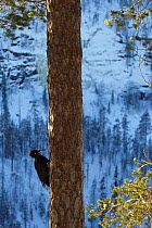 Black woodpecker (Dryocopos martius) on pine tree trunk, Korouma, Posio, Finland, February 2009