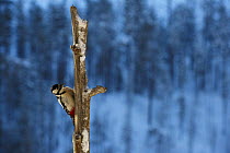 Great spotted woodpecker (Dendrocopos major) on dead tree trunk, Korouma, Posio, Finland, February 2009
