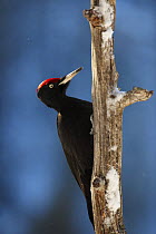 Black woodpecker (Dryocopos martius) on dead tree trunk, Korouma, Posio, Finland, February 2009