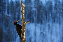 Black woodpecker (Dryocopos martius) on dead tree trunk, Korouma, Posio, Finland, February 2009