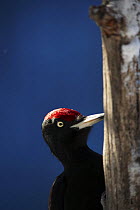Black woodpecker (Dryocopos martius) pecking tree trunk, Korouma, Posio, Finland, February 2009 Finland, February 2009
