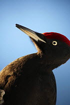Black woodpecker (Dryocopos martius) portrait,  Korouma, Posio, Finland, February 2009