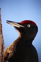 Black woodpecker (Dryocopos martius) portrait, on tree trunk, Korouma, Posio, Finland, February 2009