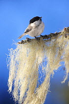 Willow tit (Poecile montanus) on small branch covered in moss, Korouma, Posio, Finland, February 2009