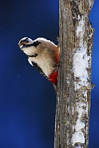 Great spotted woodpecker (Dendrocopos major) on dead tree trunk, Korouma, Posio, Finland, February 2009