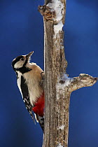 Great spotted woodpecker (Dendrocopos major) on dead  tree trunk, Korouma, Posio, Finland, February 2009