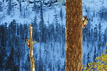 Two Great spotted woodpeckers (Dendrocopos major) on tree trunks, Korouma, Posio, Finland, February 2009