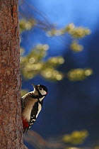 Great spotted woodpecker (Dendrocopos major) on tree trunk, Korouma, Posio, Finland, February 2009
